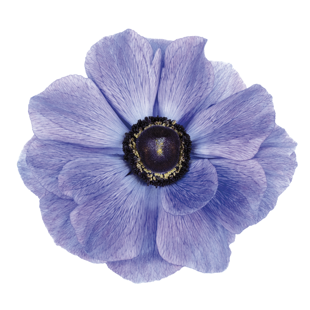 Italian Anemone 'Mistral Plus Azzurro’ - 25 SEEDS (PRE-ORDER)