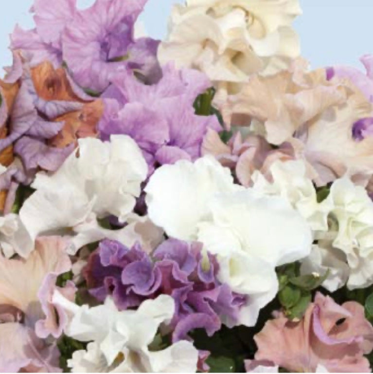 Italian Pansy 'Sweet Pea Mixed' - 25 SEEDS