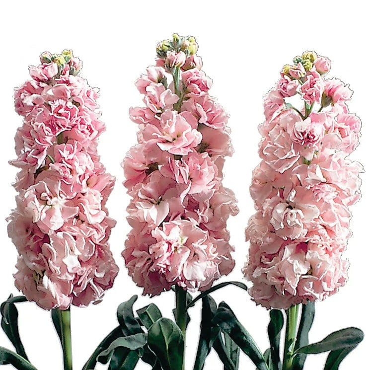 Stock 'Iron Cherry Blossom' - 25 SEEDS