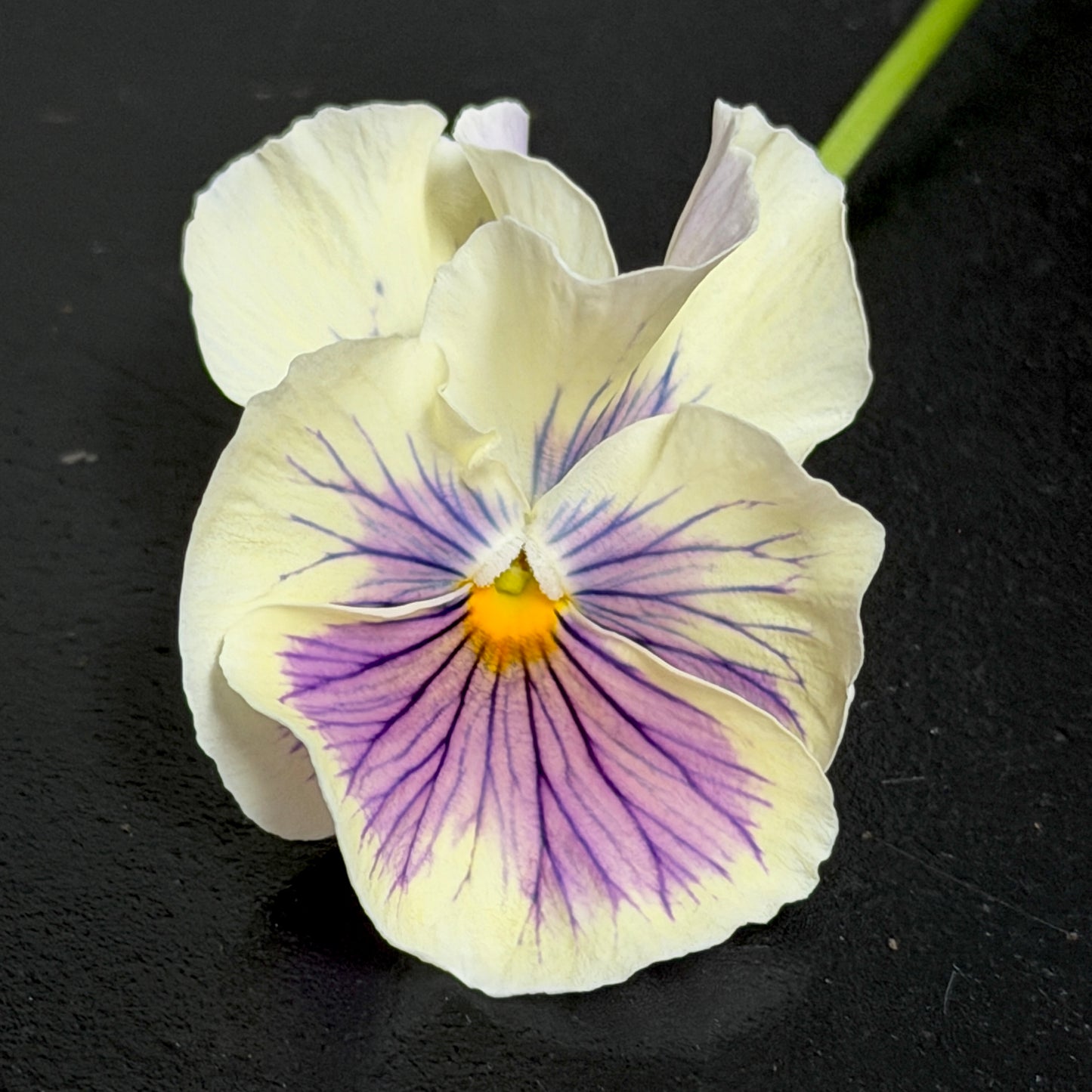 Italian Pansy 'Flamenco White with Blotch' - 25 SEEDS