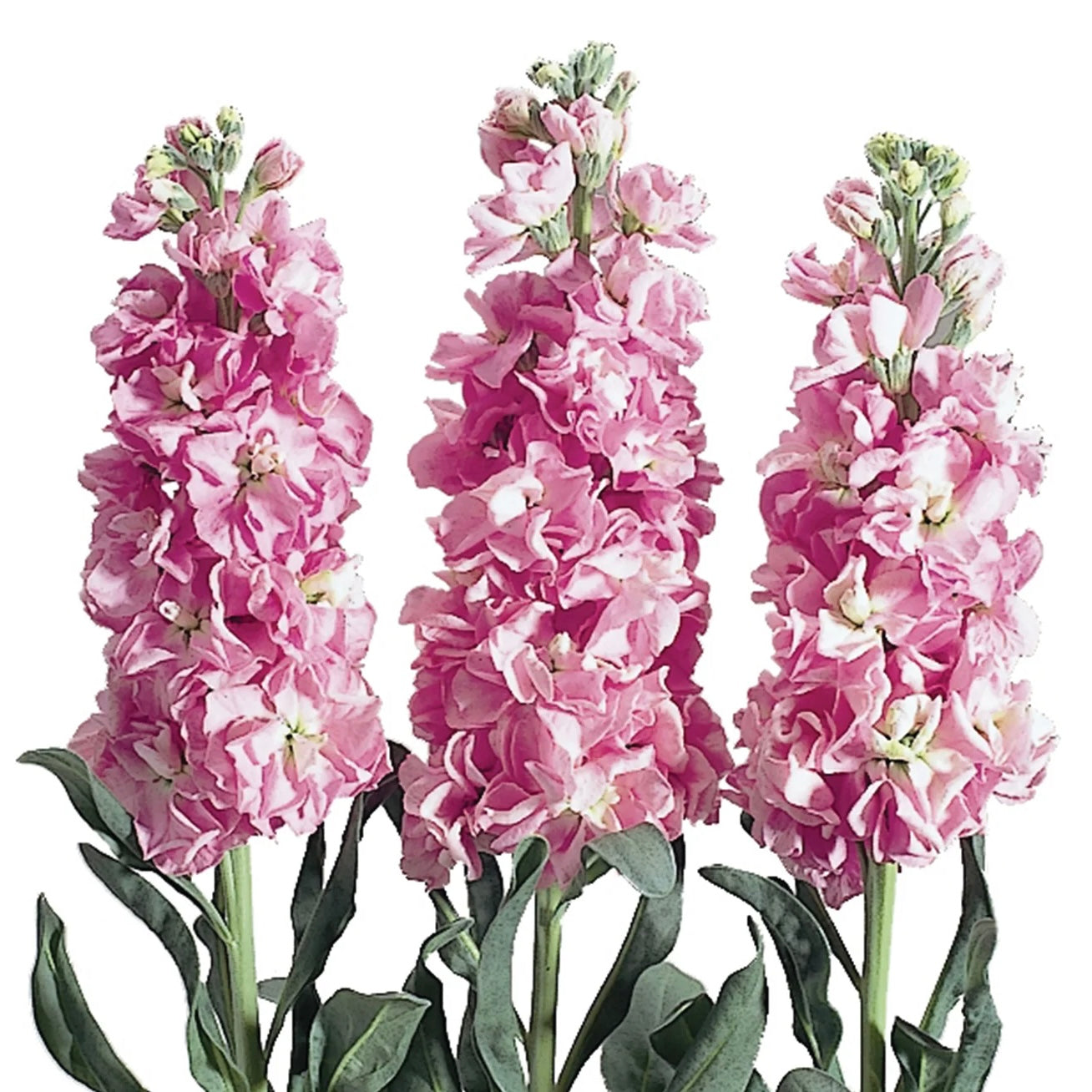 Stock 'Iron Pink' - 25 SEEDS