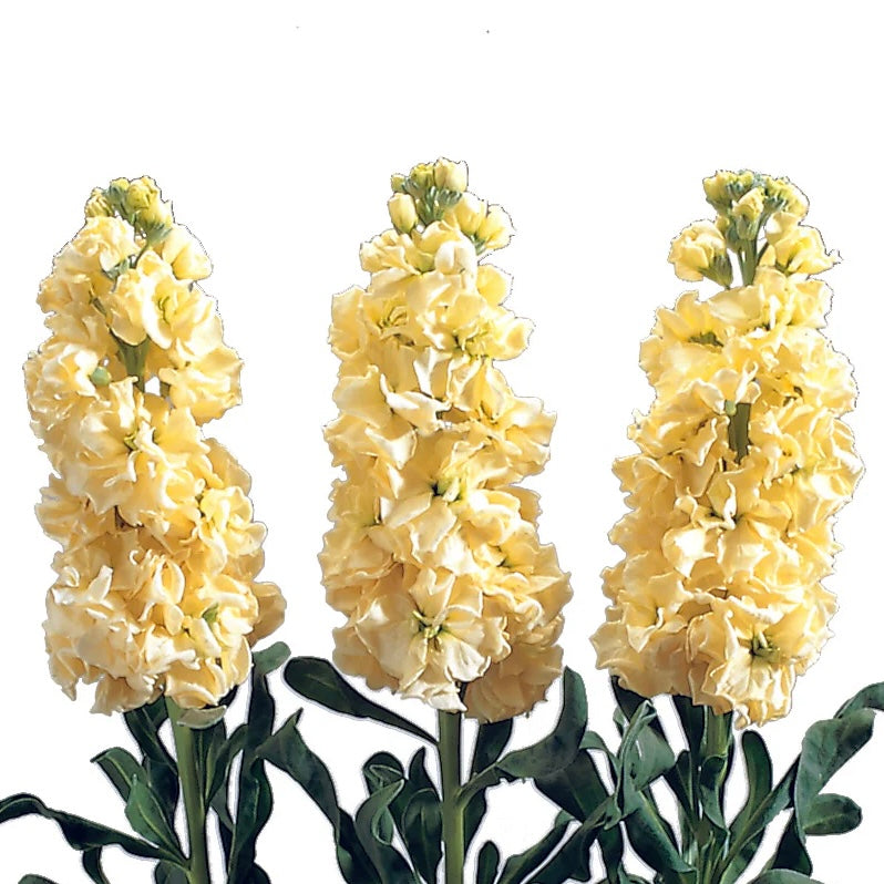 Stock 'Iron Yellow' - 25 SEEDS