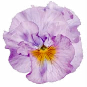 Italian Pansy 'Flamenco Soft Light Azure Limonette' - 25 SEEDS