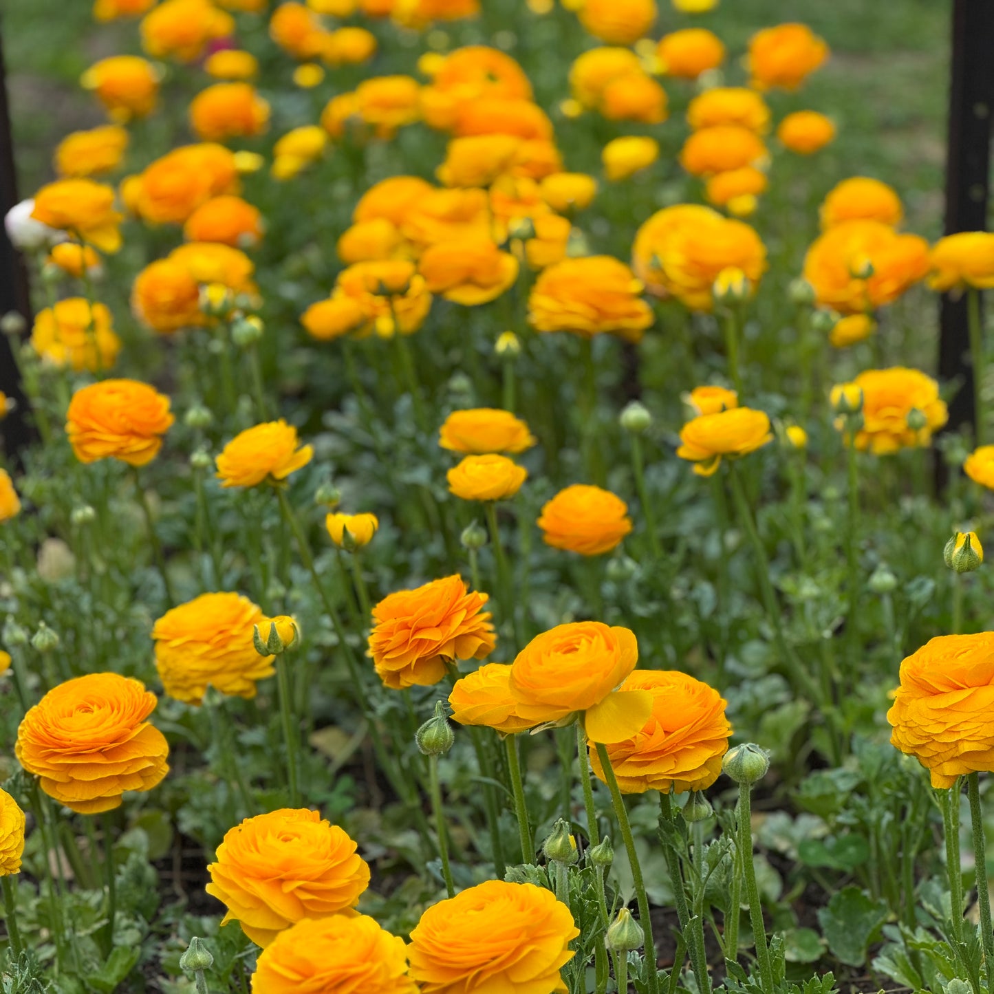 Italian Ranunculus 'Giallo Mix' - 5 CORMS