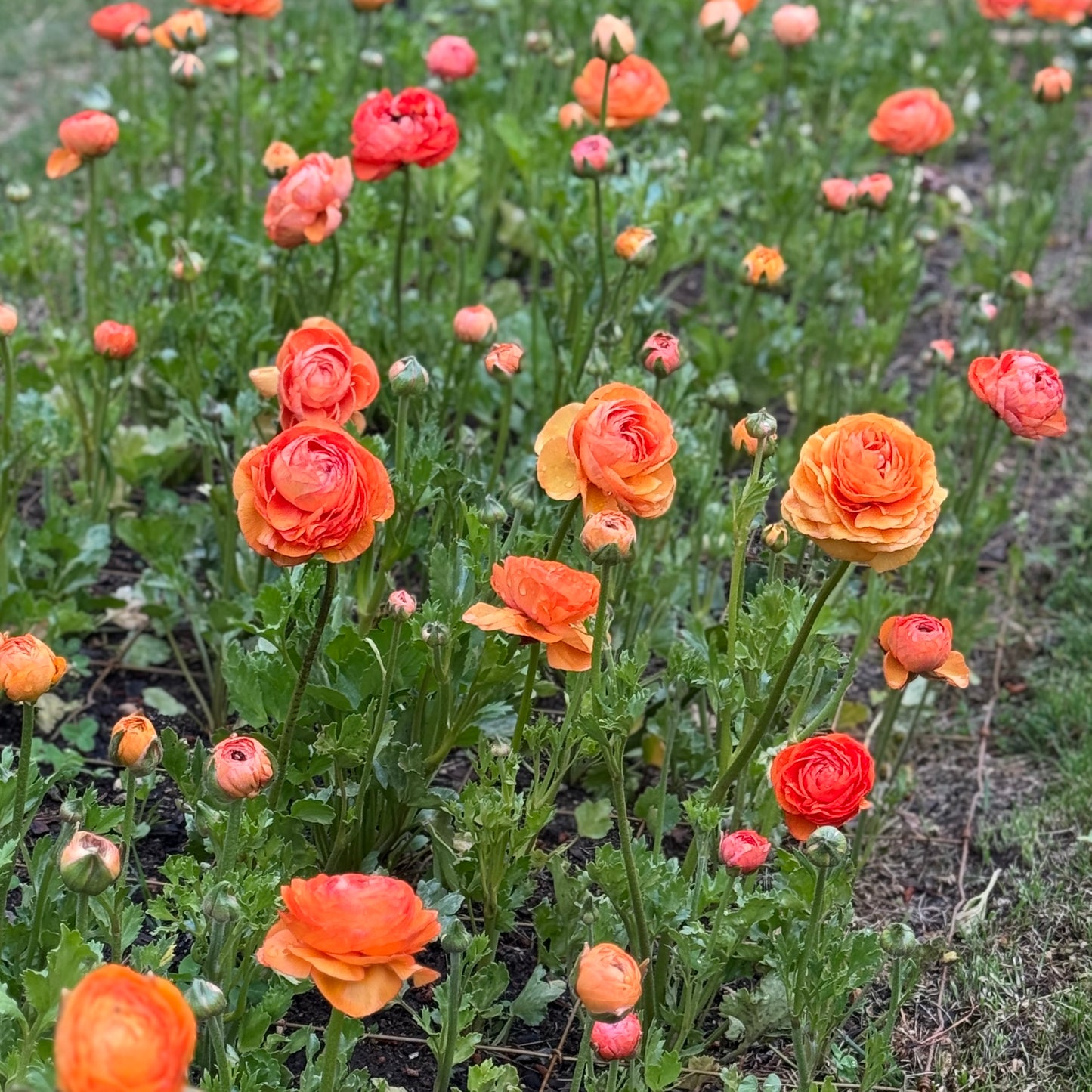 Italian Ranunculus 'Highline Salmon' - 5 CORMS