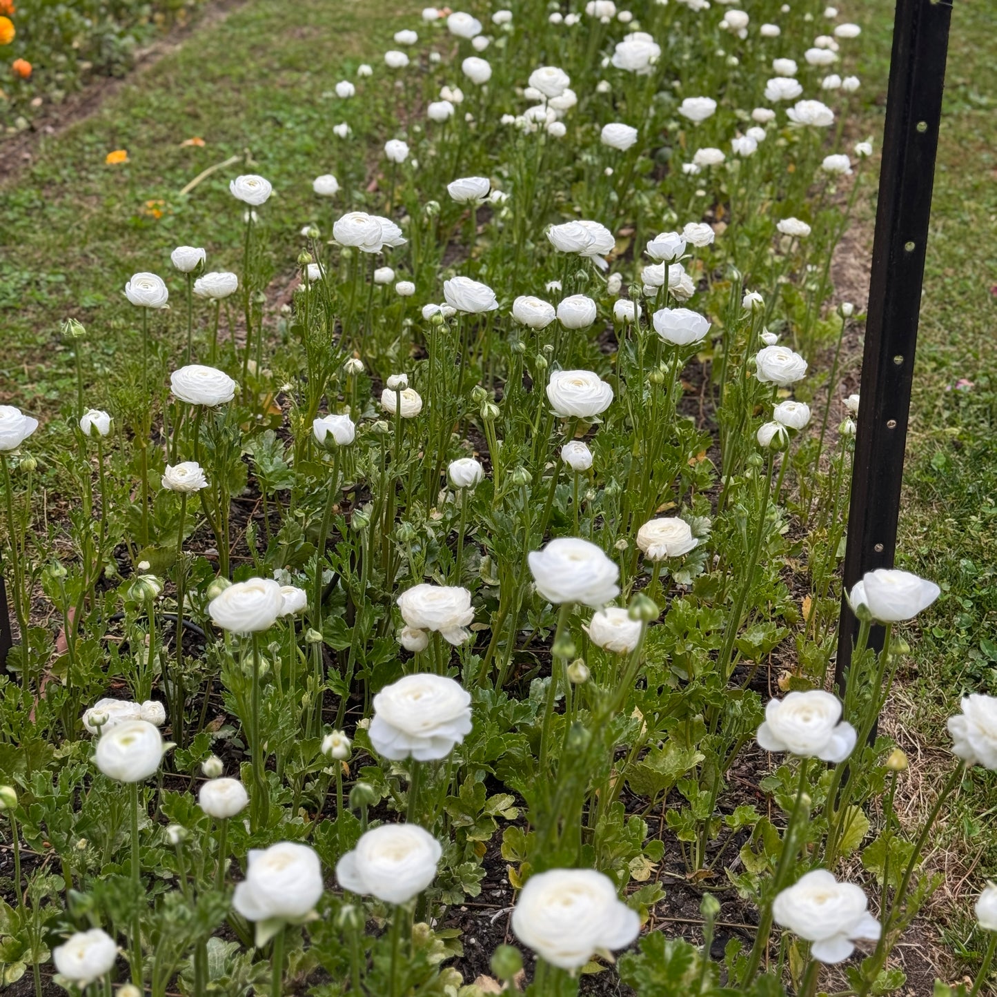 Italian Ranunculus 'Highline Snowflake' - 5 CORMS