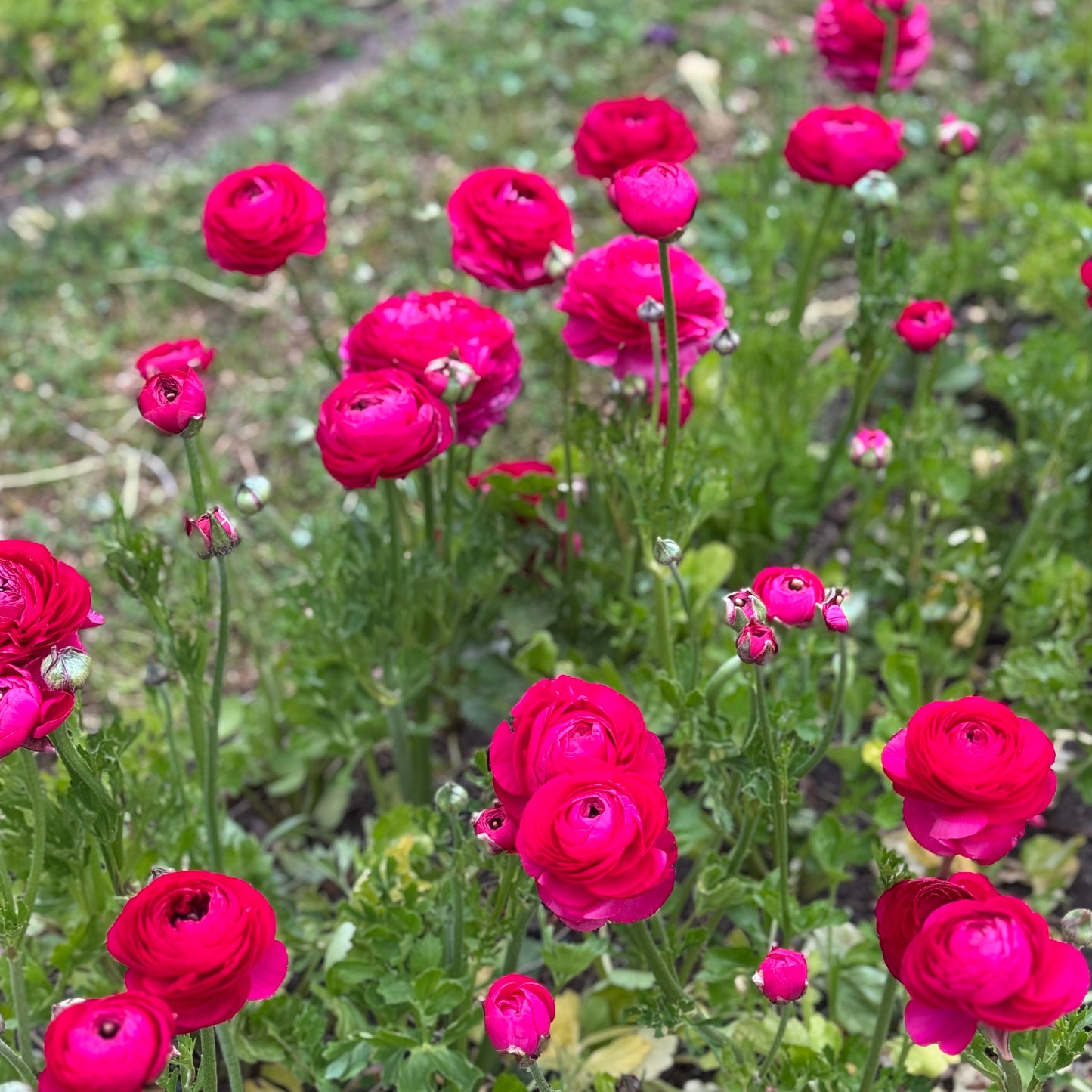 Italian Ranunculus 'Hot Pink 95-08' - 5 CORMS