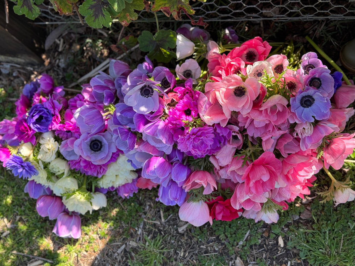 Italian Anemone 'Levante' Mix - 5 CORMS