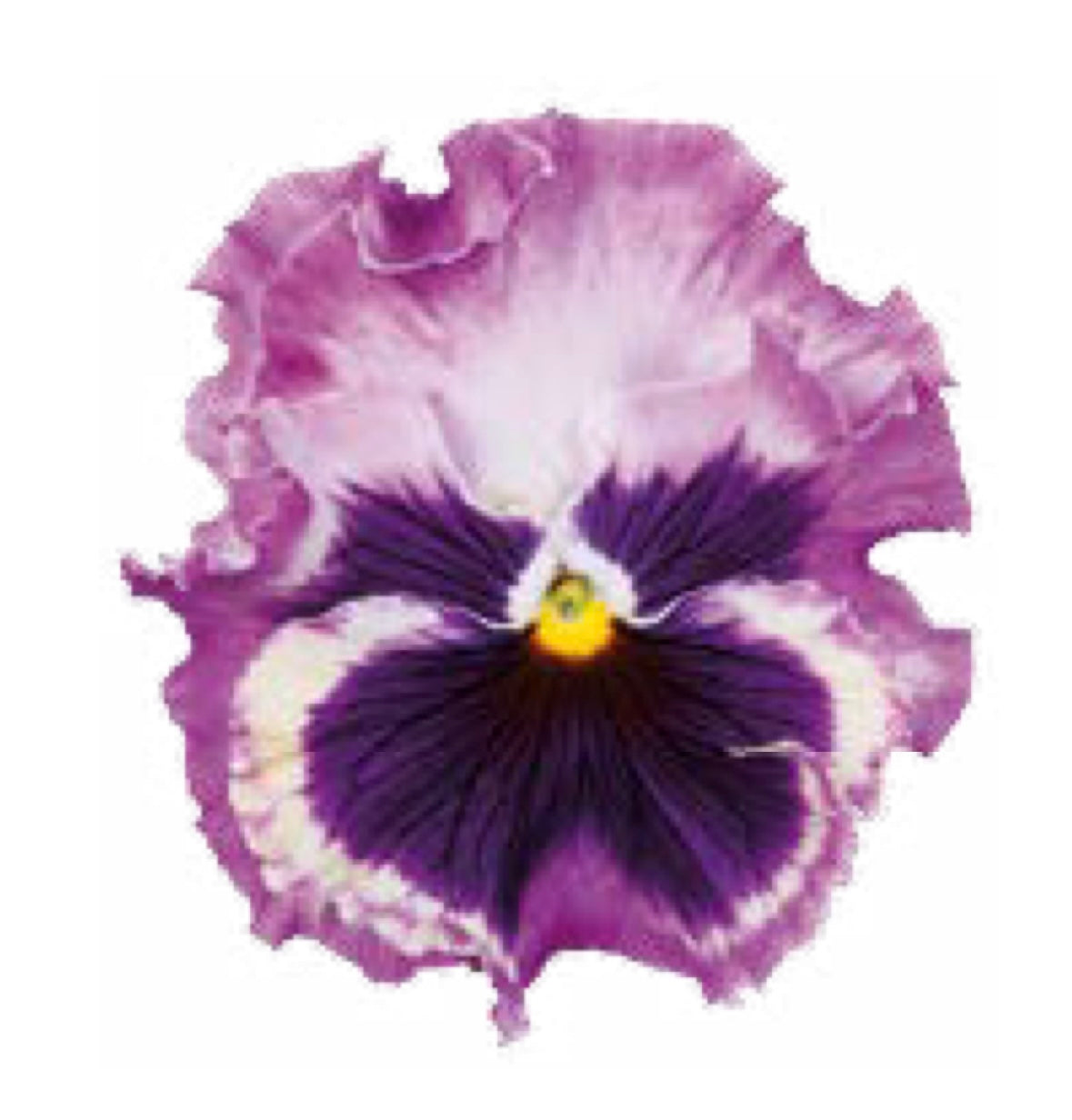 Italian Pansy 'Flamenco Tri-Colour Rose' - 25 SEEDS (PRE-ORDER)