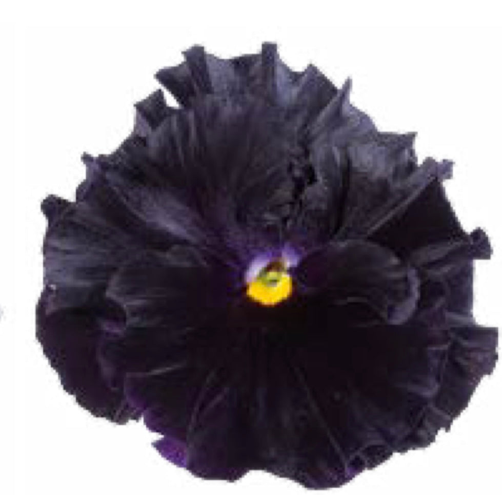 Italian Pansy 'Flamenco Black Moon' - 25 SEEDS (PRE-ORDER)