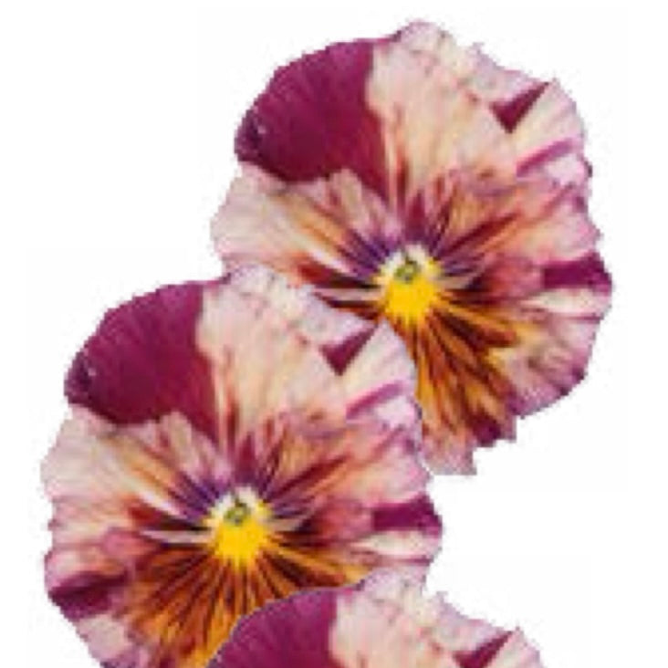 Italian Pansy 'Chianti Mixed' - 25 SEEDS (PRE-ORDER)