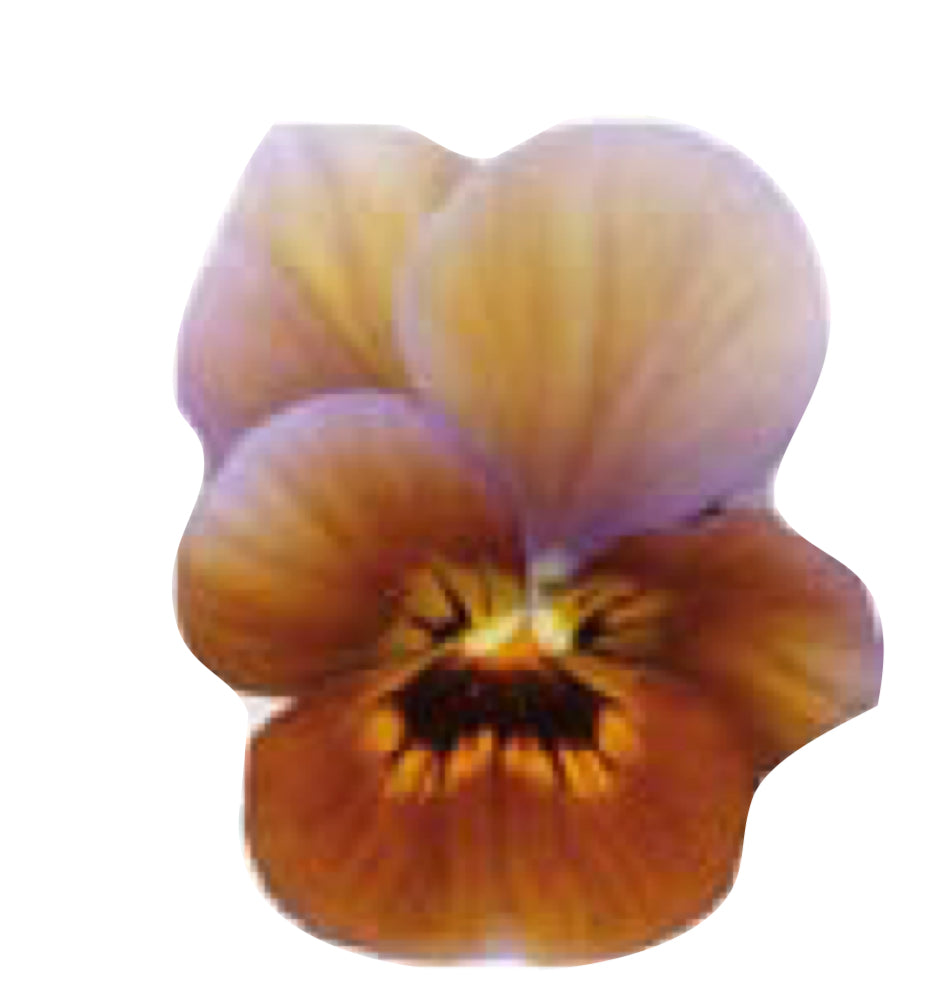 Pansy (VIOLA) 'Italian Caramel Bronze Lilac' - 25 SEEDS