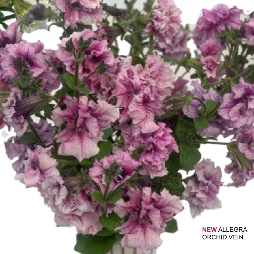 Italian Petunia 'Allegra Orchid Vein' - 25 SEEDS (PRE-ORDER)