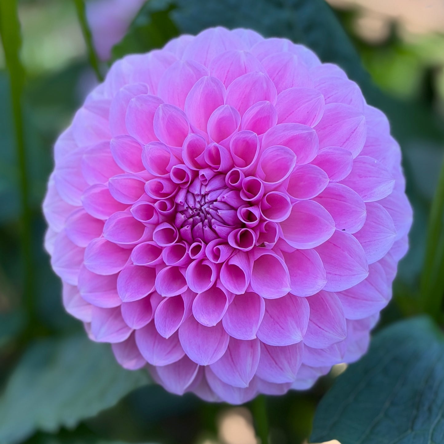 E. Seedling 6