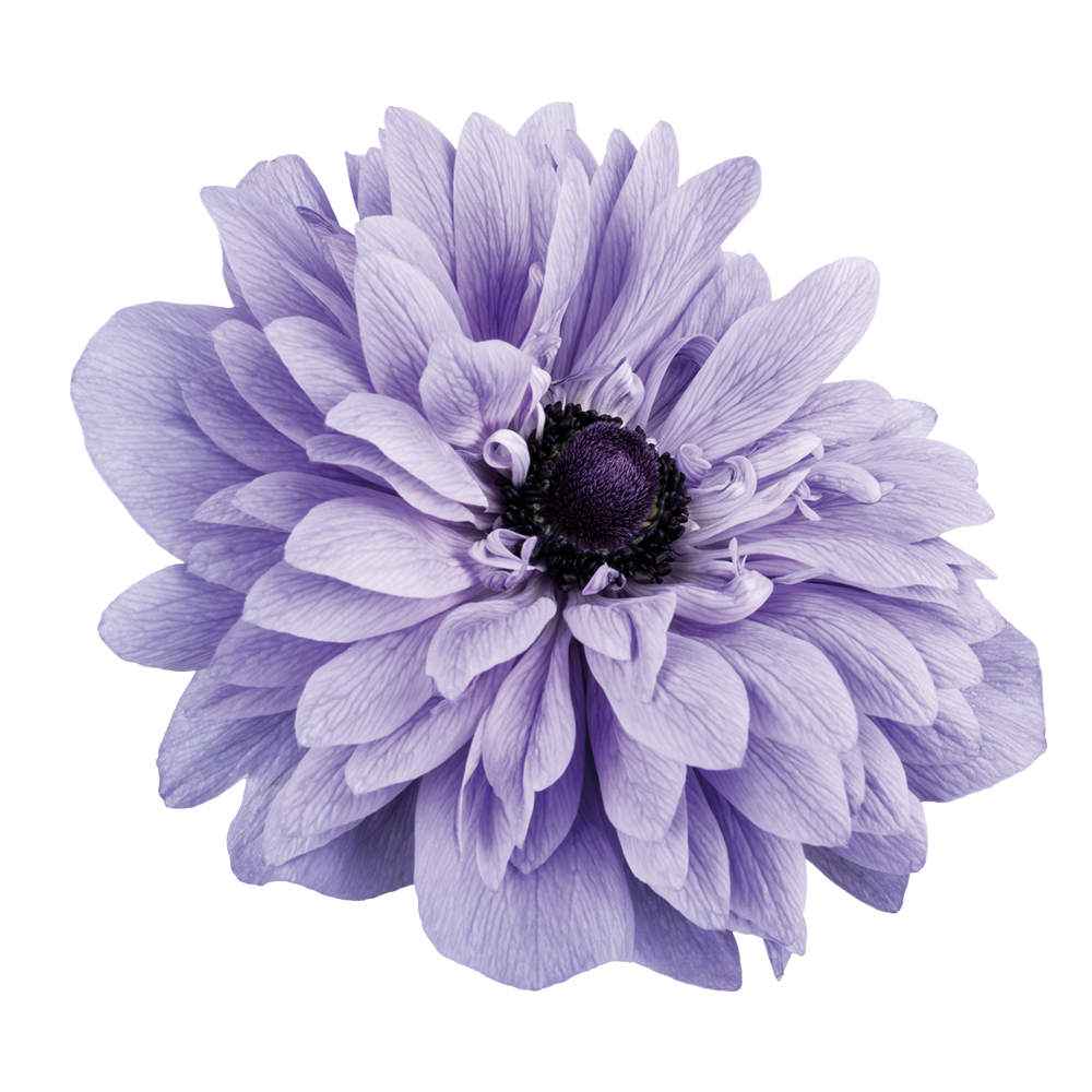 Italian Anemone 'Levante Azzurro' - SEEDLING