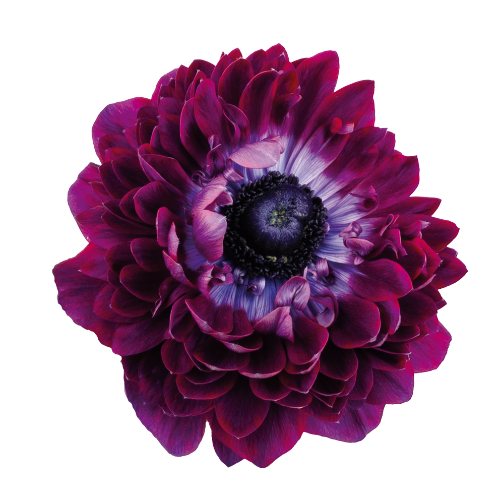 Italian Anemone 'Levante Wine' - SEEDLING