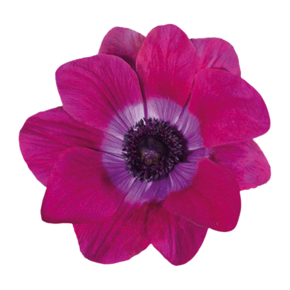 Italian Anemone 'Mistral Magenta' - SEEDLING