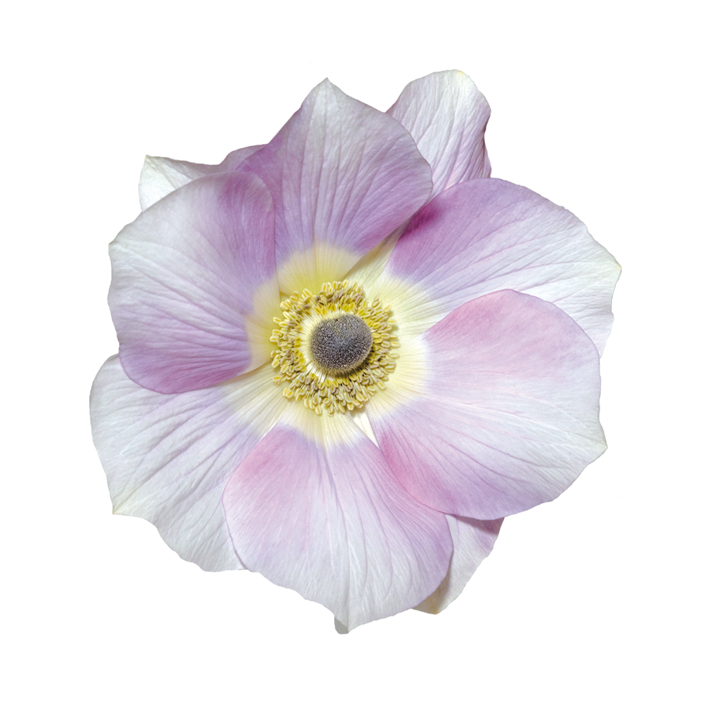 Italian Anemone 'Mistral Pale' - SEEDLING
