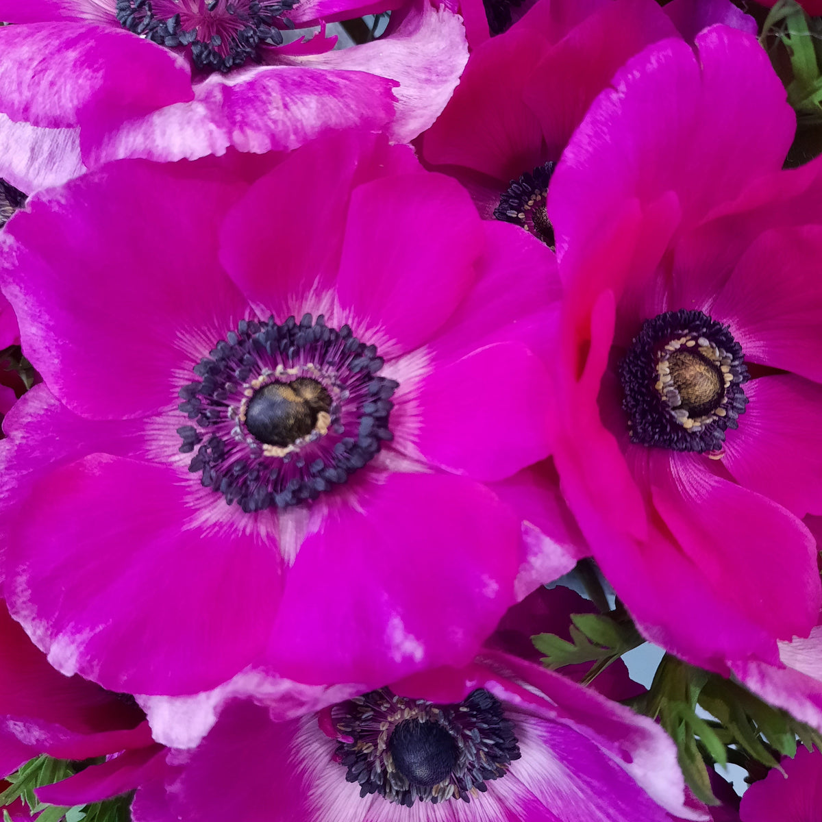 Italian Anemone 'Mistral Plus Fucsia' - 25 SEEDS