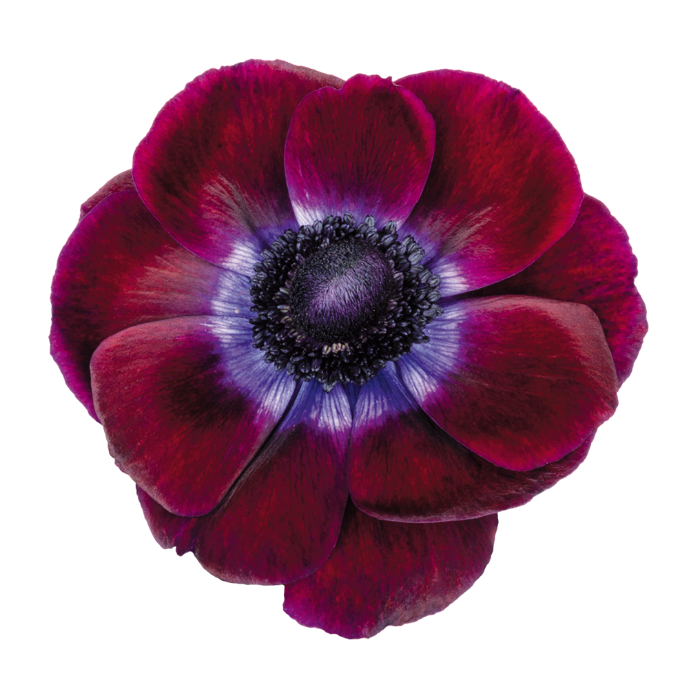Italian Anemone 'Mistral Plus Grape' - 25 SEEDS