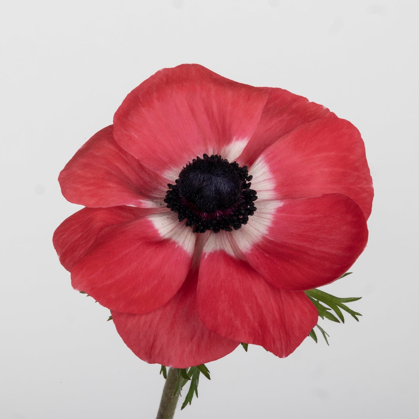 Italian Anemone 'Mistral Plus Rosa Shocking' - 25 SEEDS