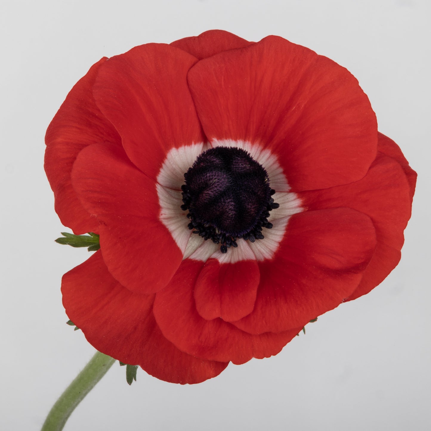 Italian Anemone 'Mistral Plus Rosso' - 25 SEEDS