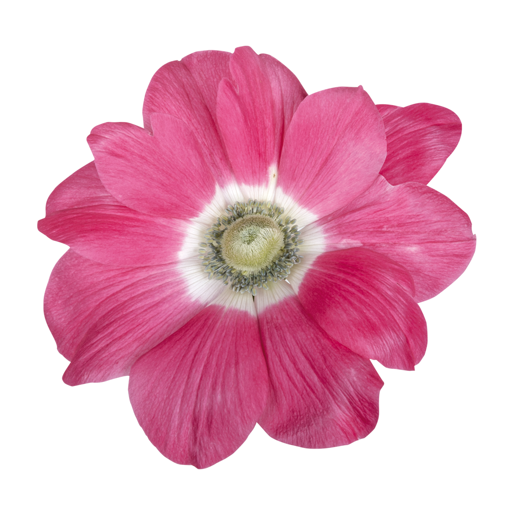 Italian Anemone 'Mistral Rosa Antico' - SEEDLING