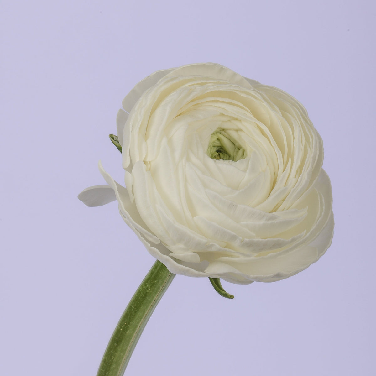Italian Ranunculus 'Elegance Bianco 244-18' - 25 SEEDS