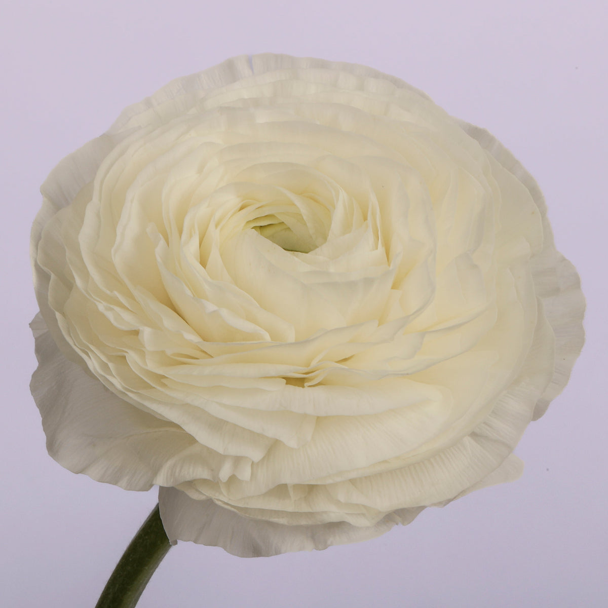 Italian Ranunculus 'Elegance Bianco 175-20' - 25 SEEDS