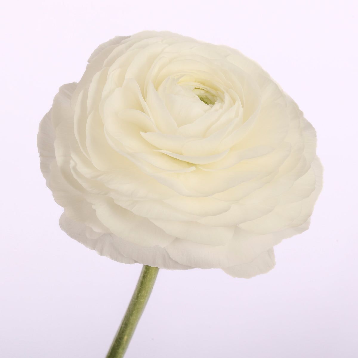 Italian Ranunculus 'Elegance Bianco 181-20' - 25 SEEDS