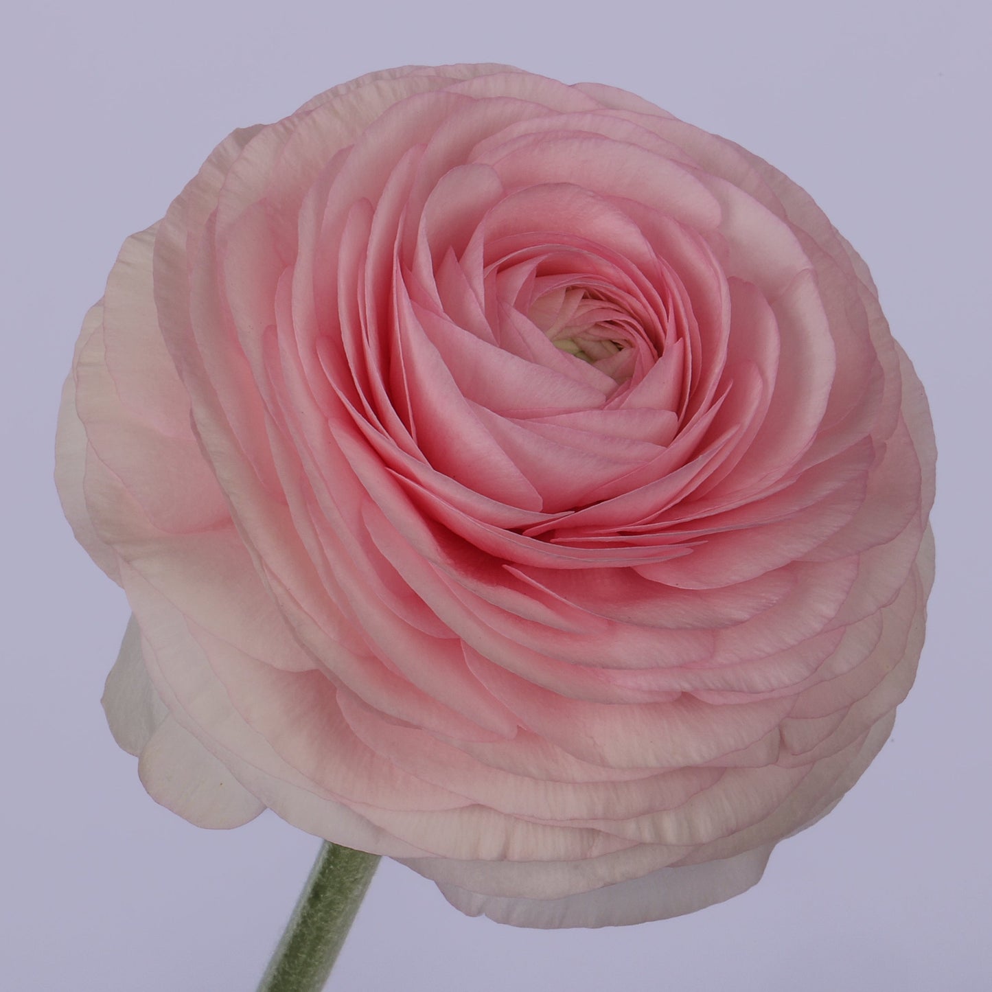 Italian Ranunculus 'Elegance Rosa Chiaro 448-18' - 25 SEEDS