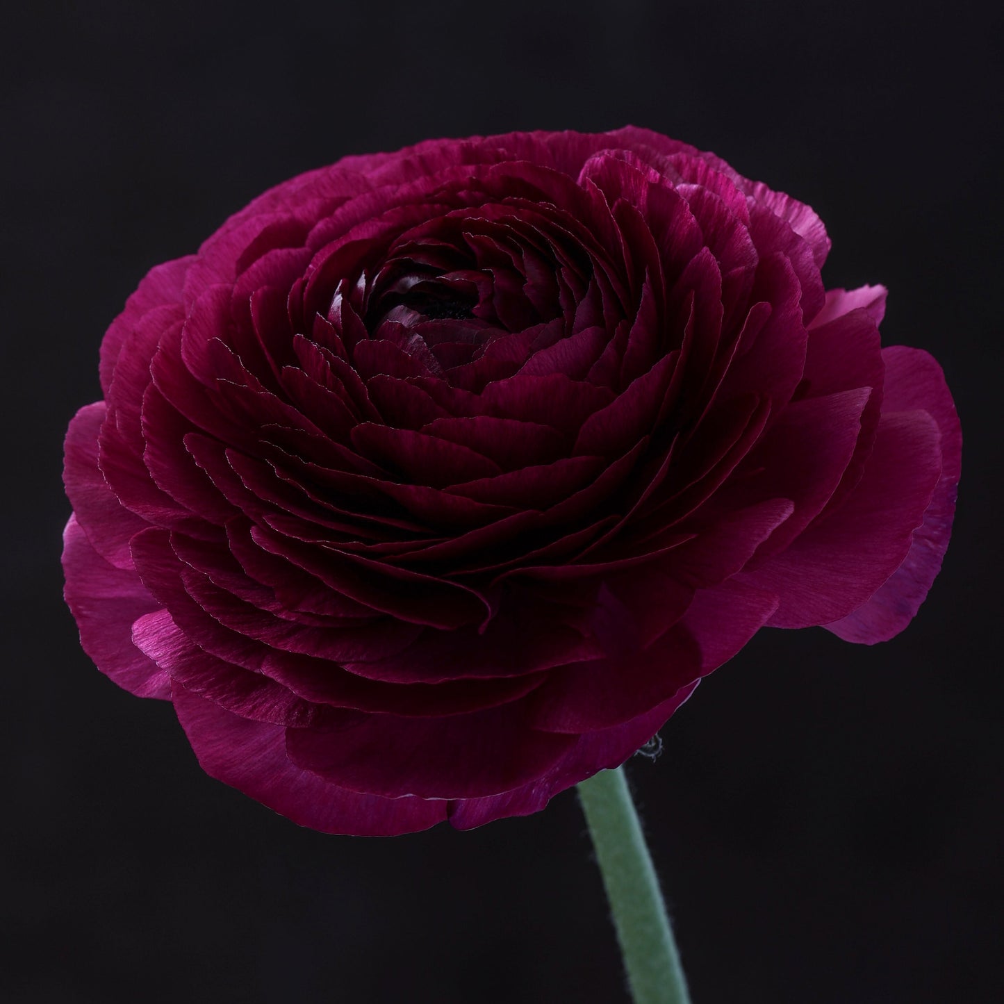 Italian Ranunculus 'Elegance Viola 167-20' - 25 SEEDS