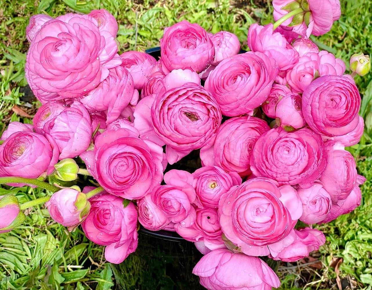 Italian Ranunculus 'Elegance Rosa 89-02' - SEEDLING PACKAGE