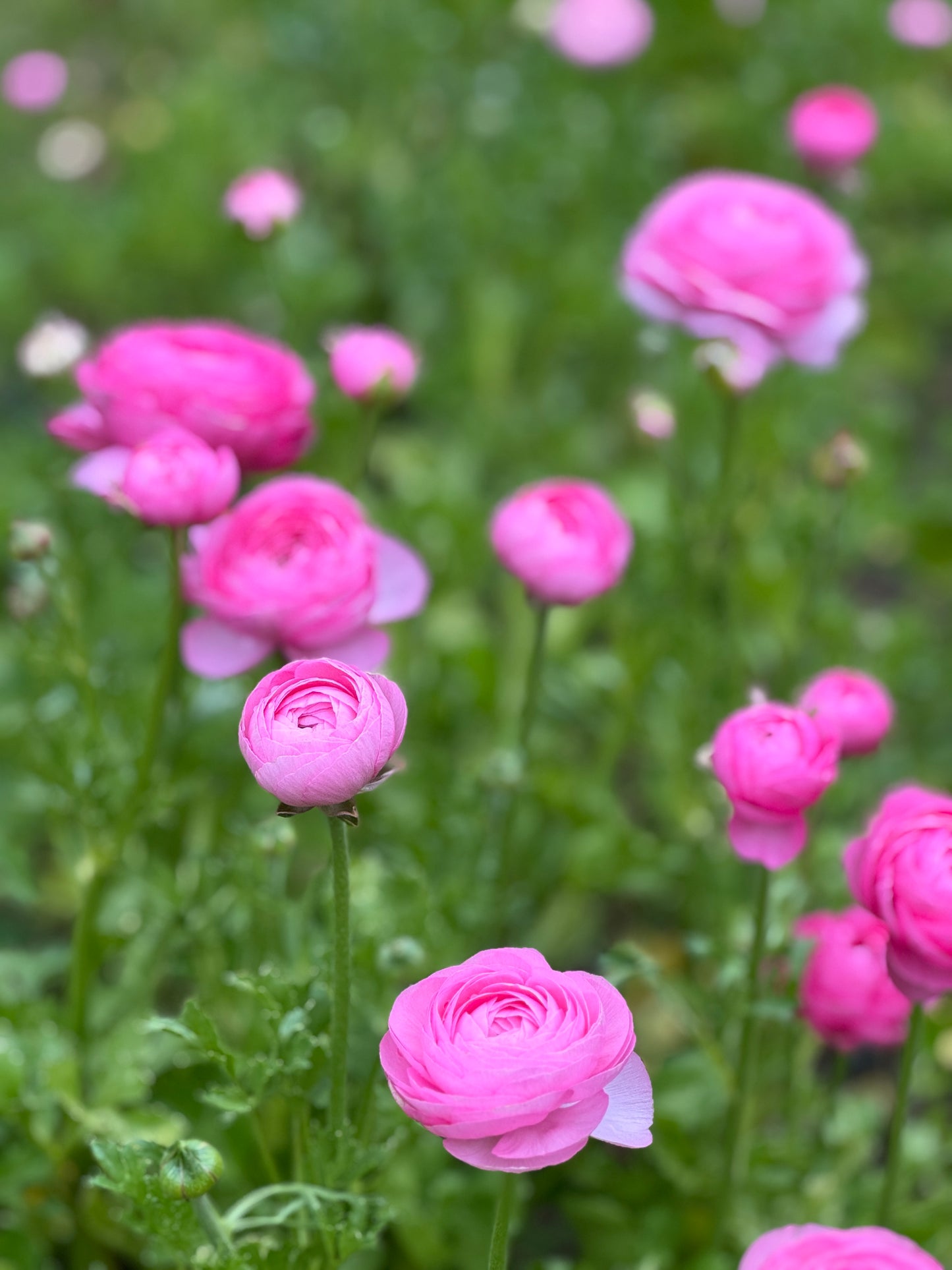 Italian Ranunculus 'Rosa 89-02' - 5 CORMS