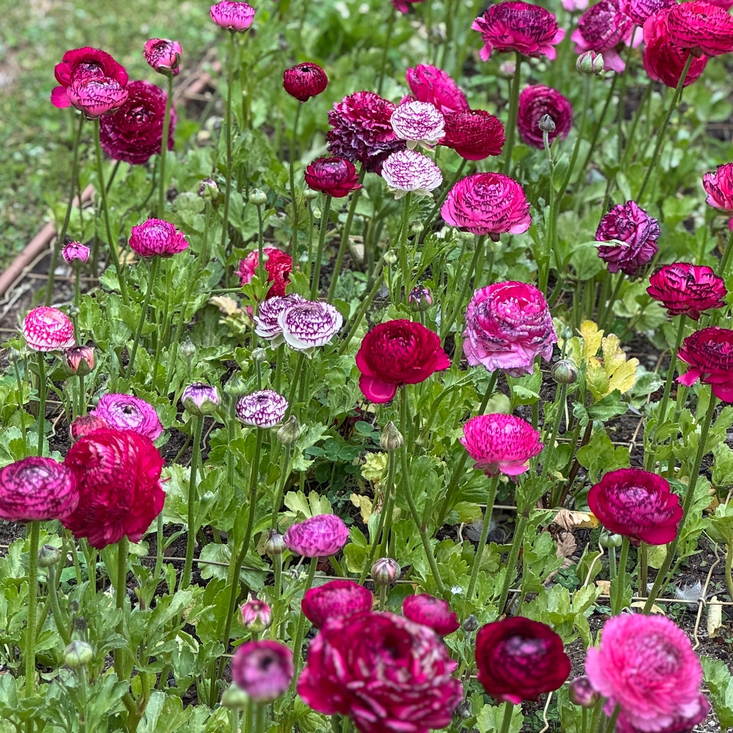 Italian Ranunculus 'Rosa Striato 69-16' - 5 CORMS