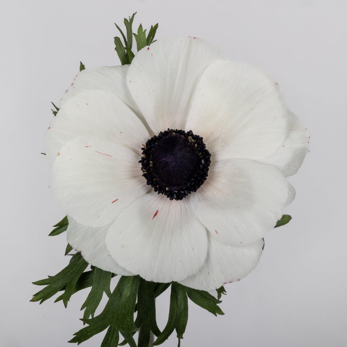 Italian Anemone 'Scirocco Bianco' - 25 SEEDS