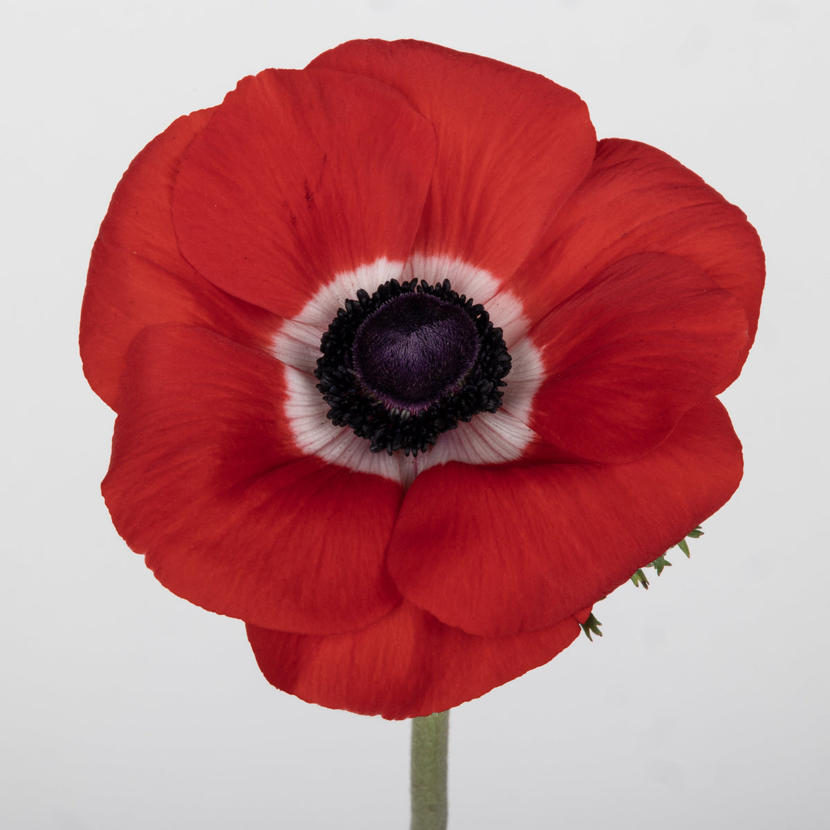 Italian Anemone 'Scirocco Rosso' - 25 SEEDS