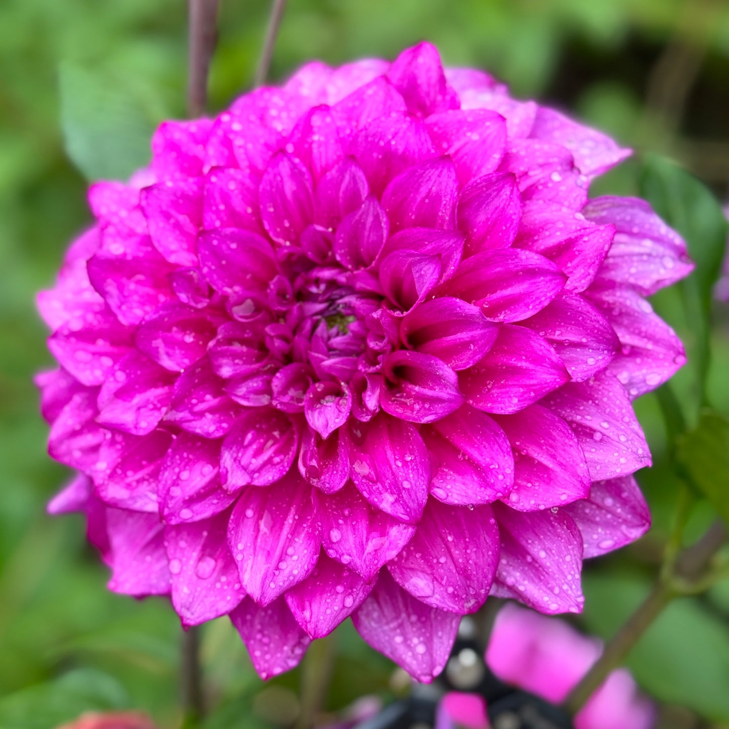 Scarborough Ace (N/A)