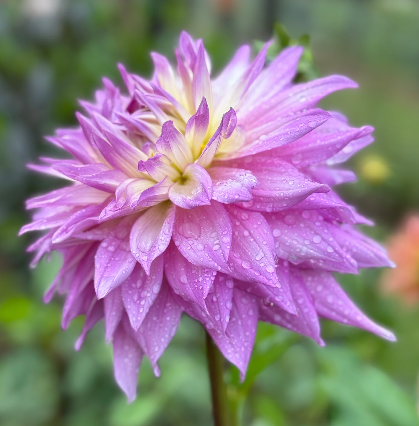 Sir Alf Ramsay (N/A)