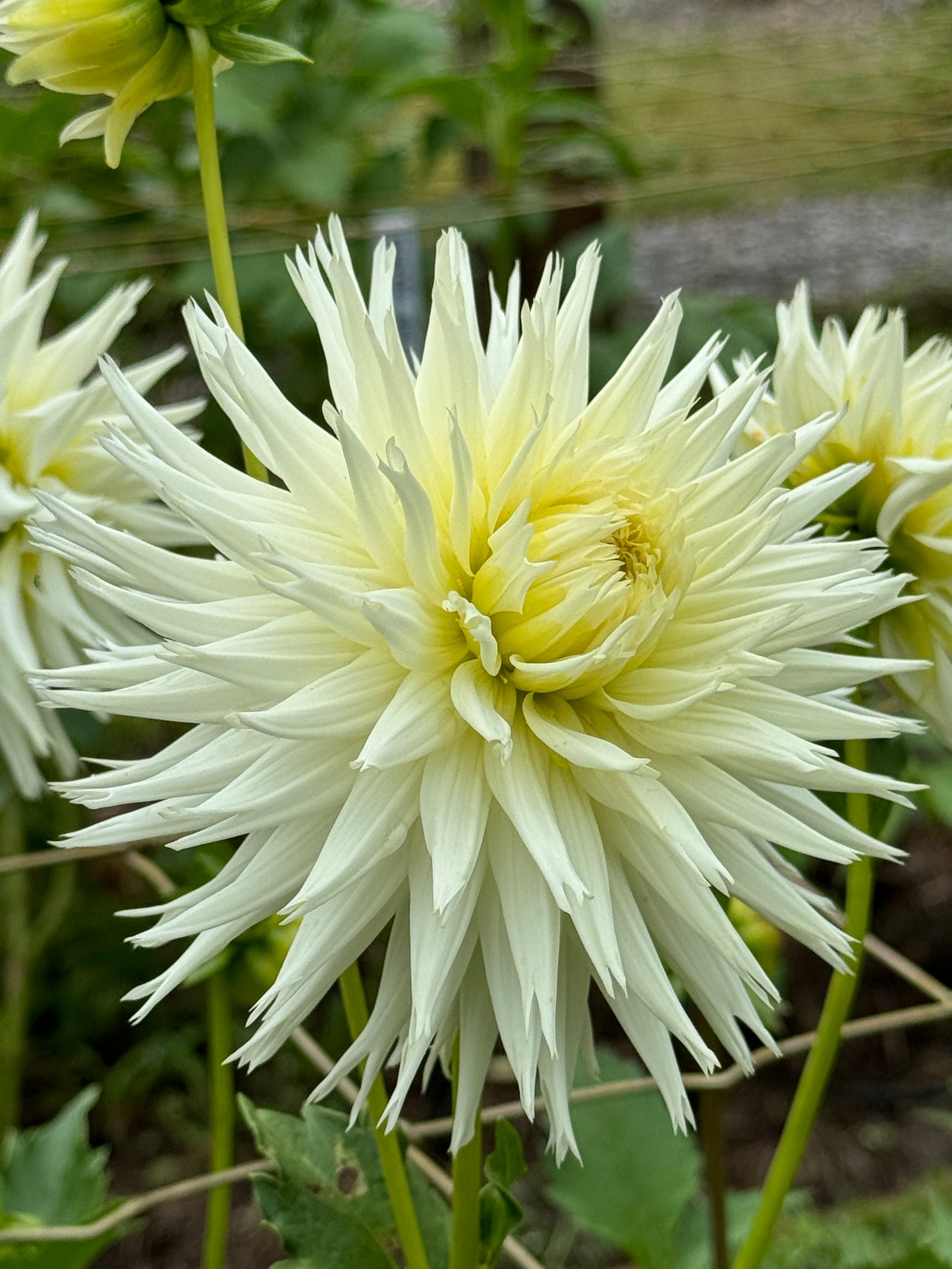 Aitara Spindrift (N/A)