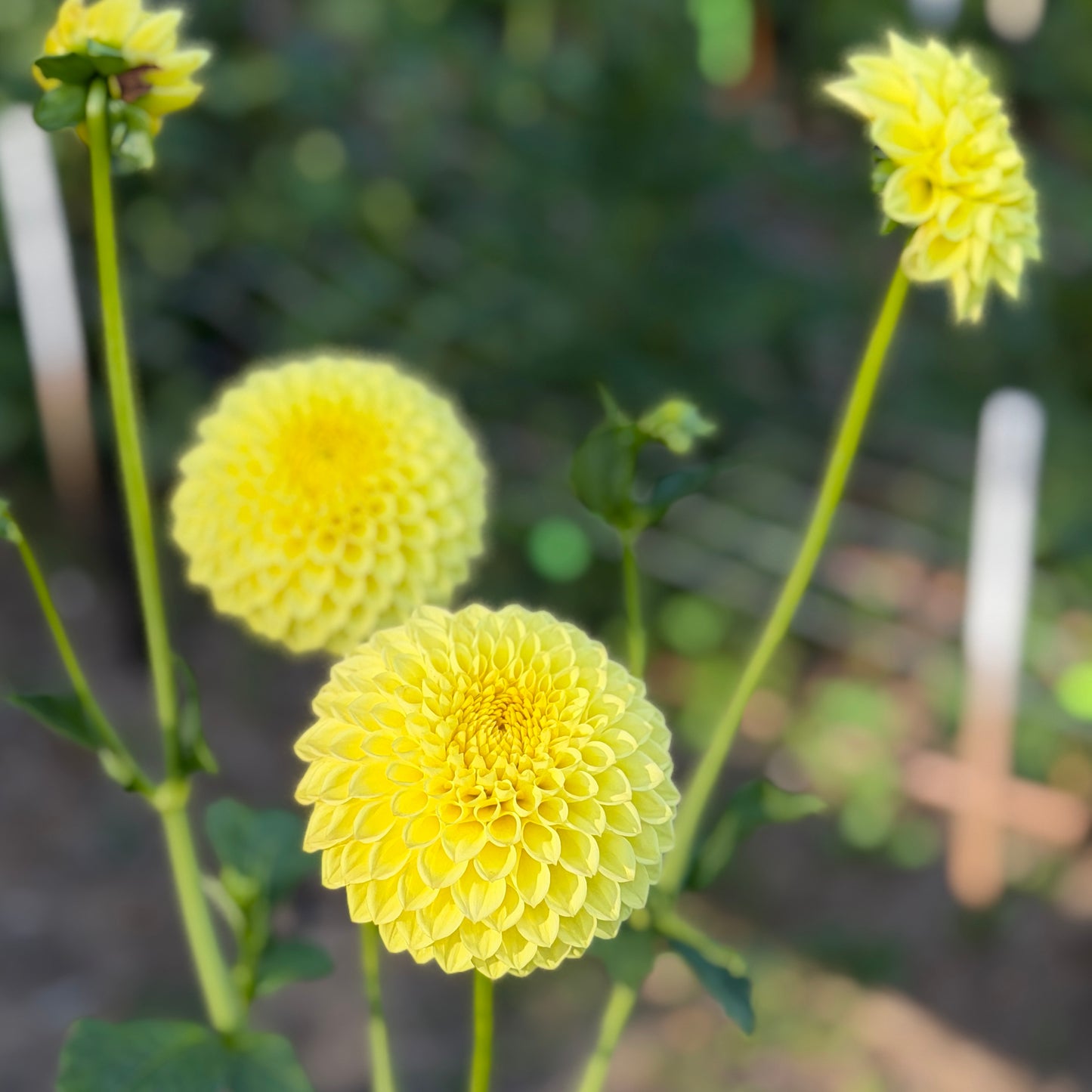 Blyton Golden Girl