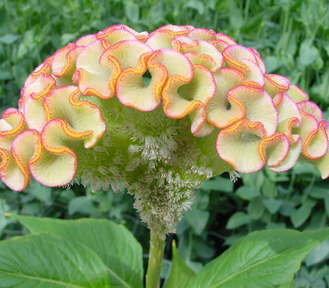Celosia 'Bar Bossa Champagne' - 25 SEEDS