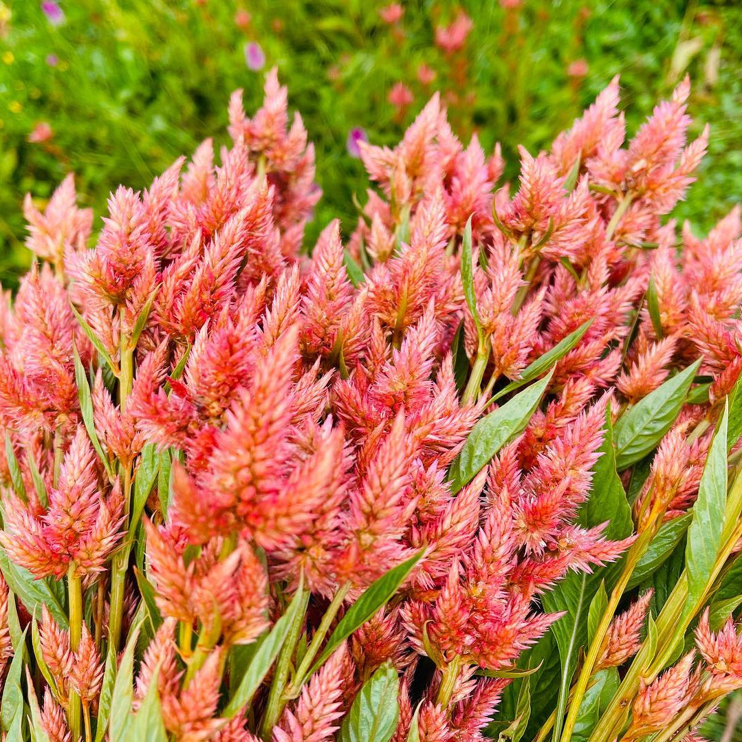 Celosia 'Celway Salmon' - 25 SEEDS