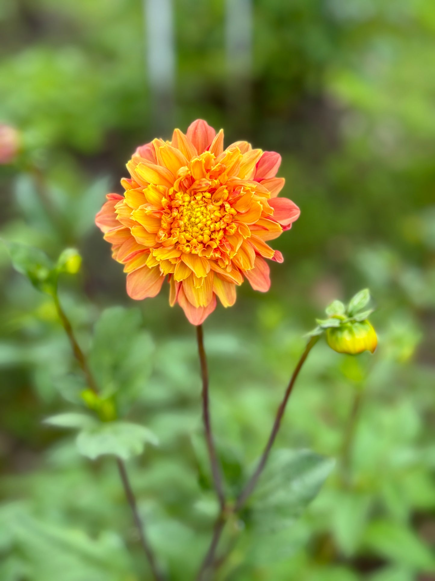 Christie Promise (N/A)