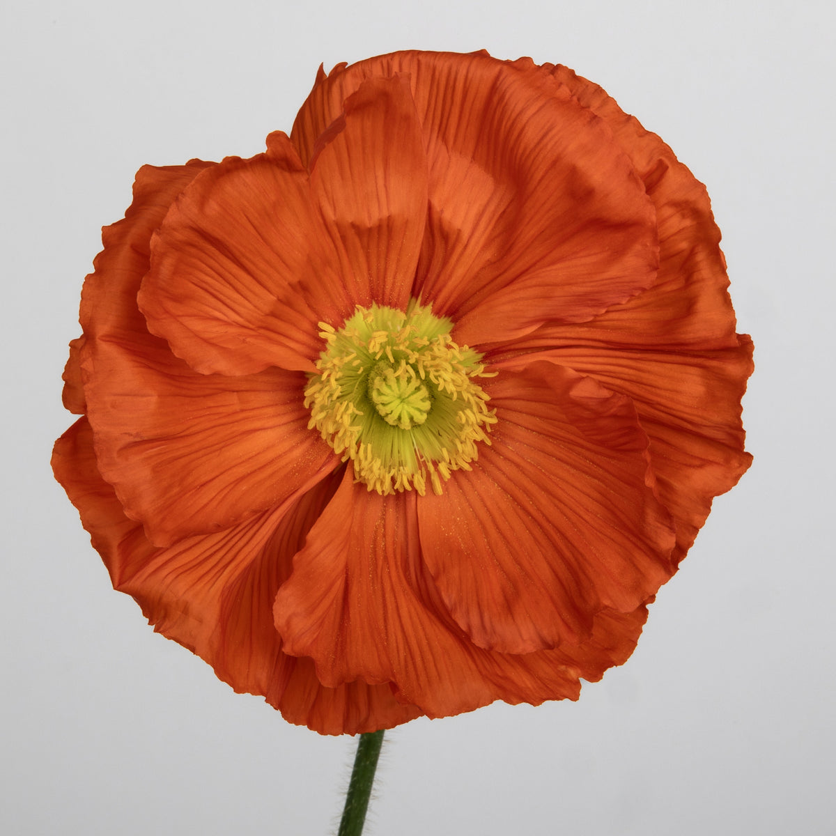 Italian Poppy 'Colibri Arancio’ - 25 SEEDS