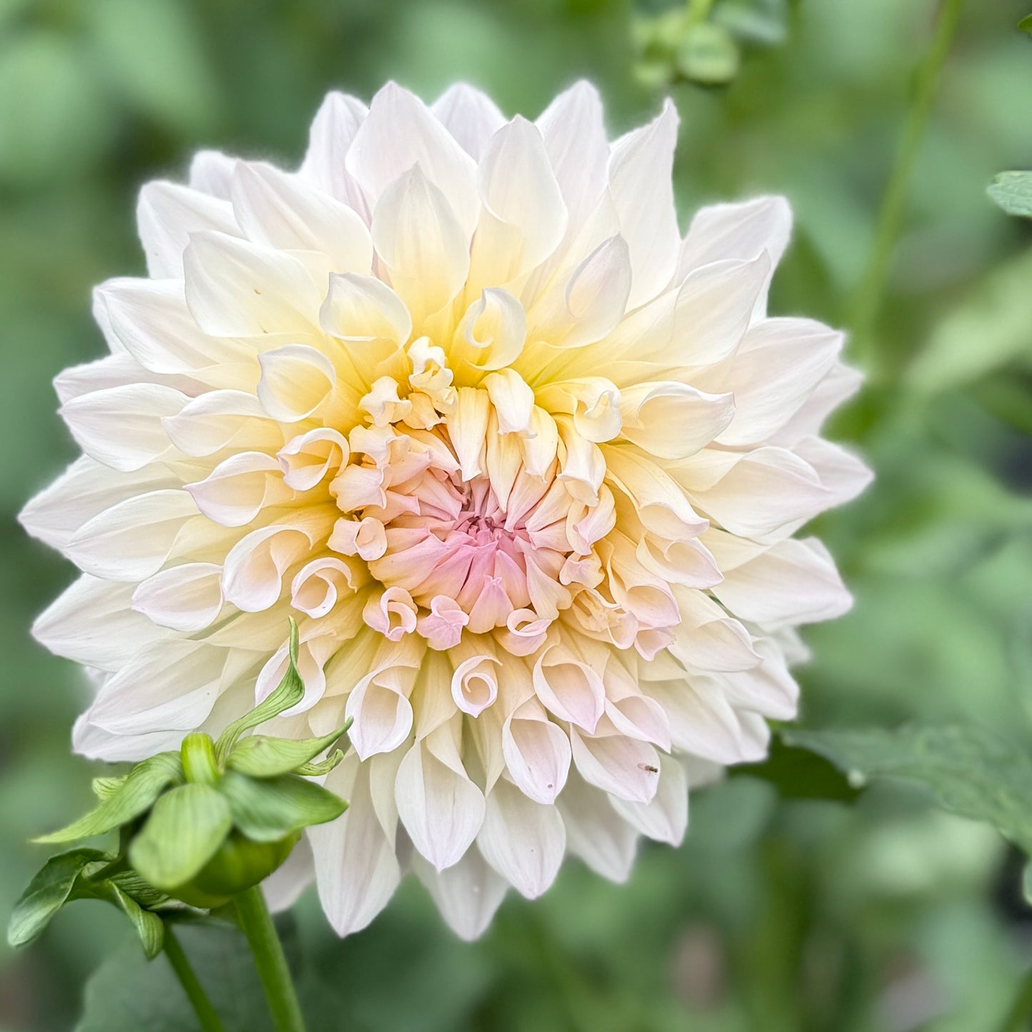E. Rose Elizabeth