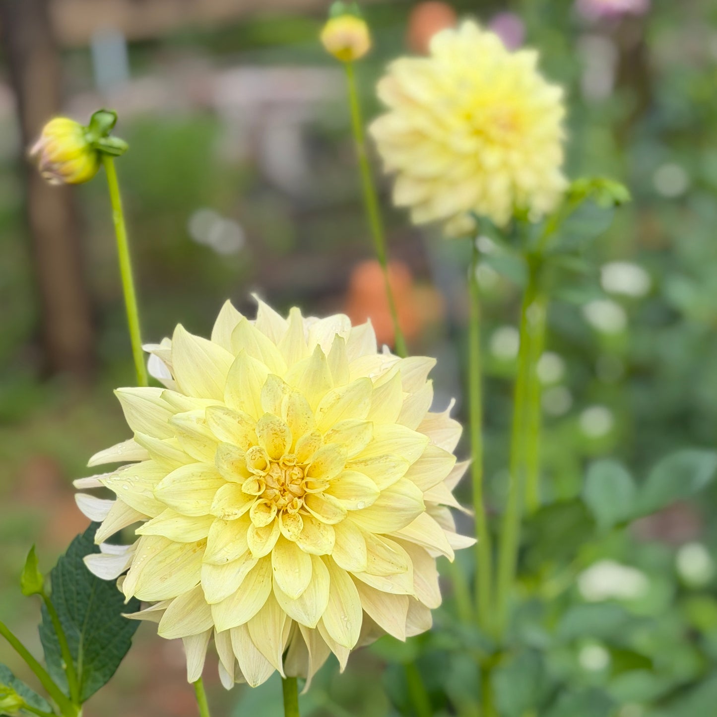 Everbloom Lemon Butter