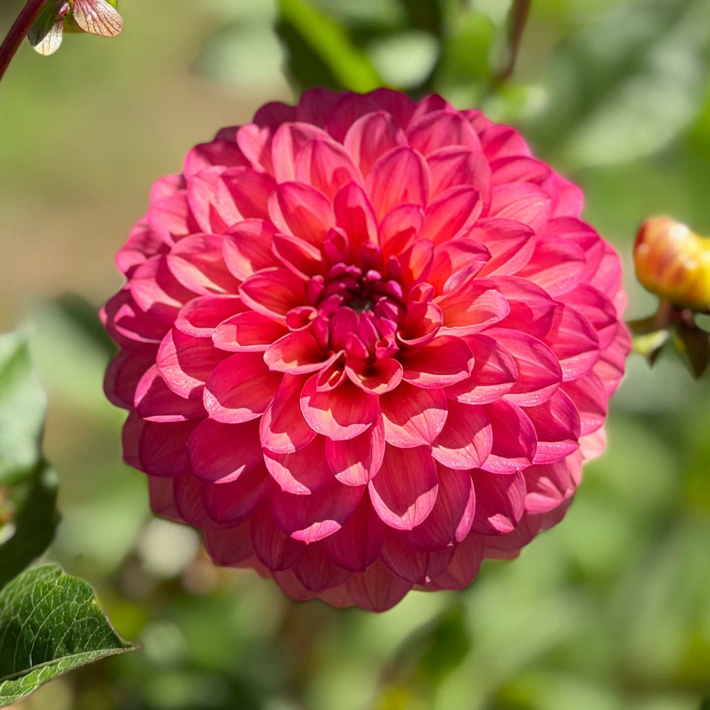 Everbloom Mirabelle