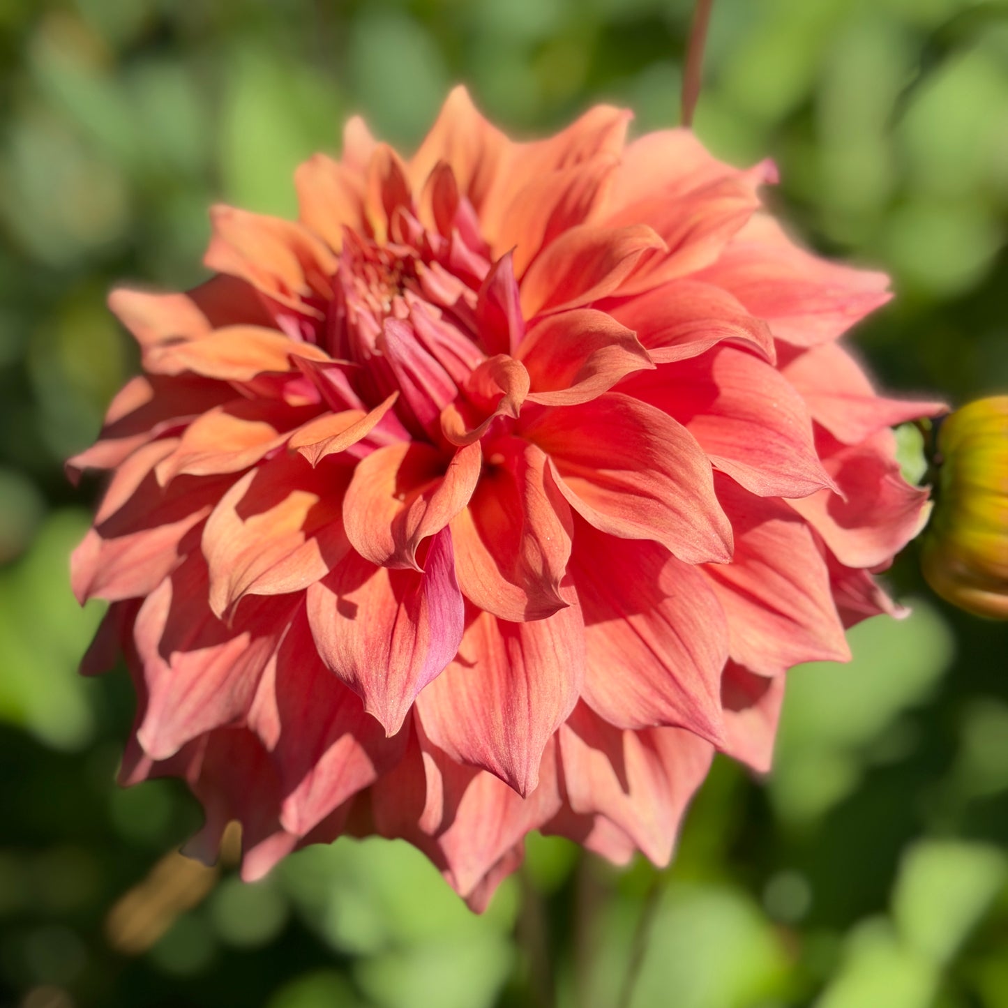 Everbloom Terracotta