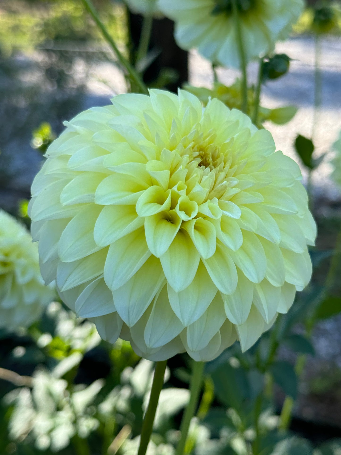 Florelie Winter Sunshine